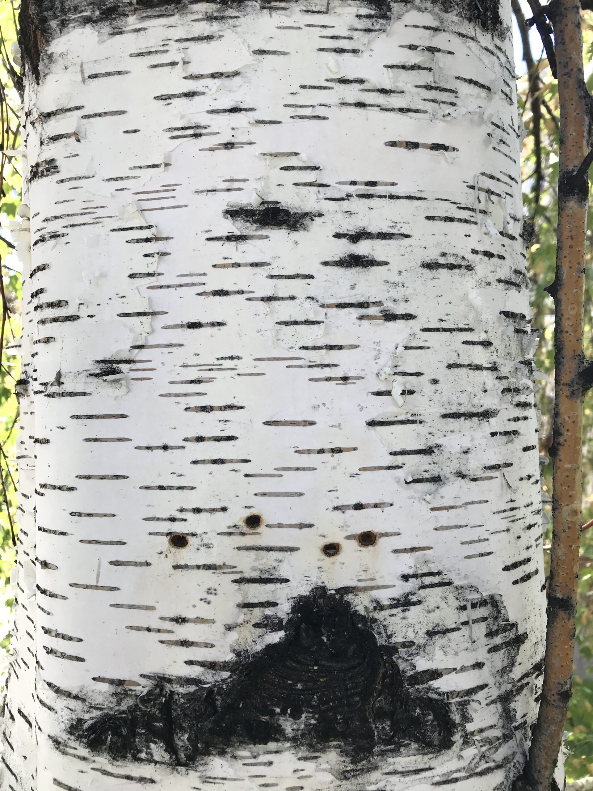 Tree health inspection and diagnosis