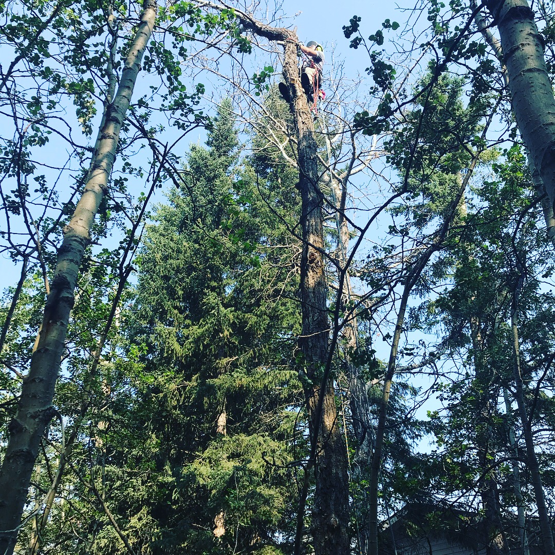 Hazardous tree removal by professionals