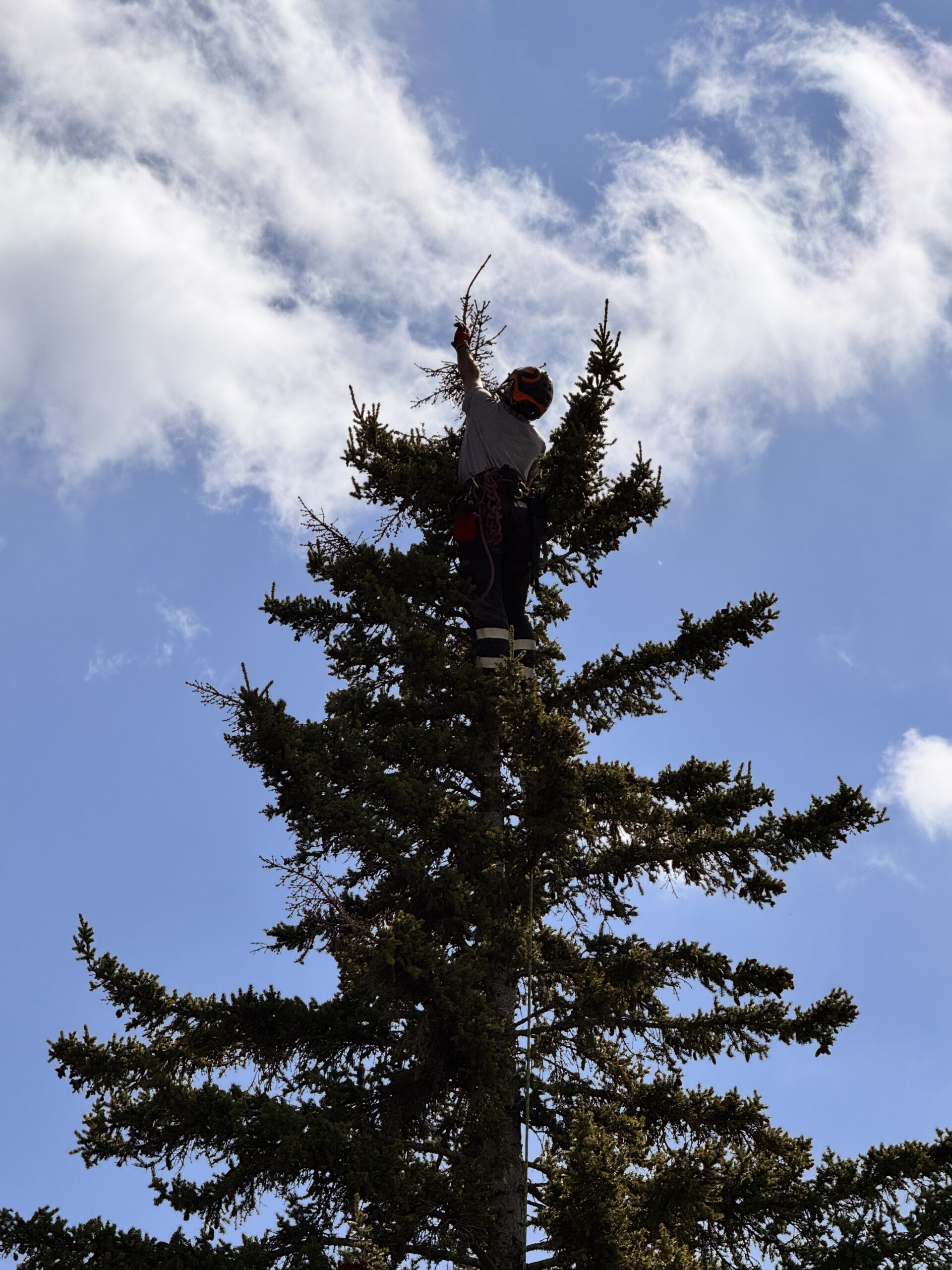 Large tree pruning service