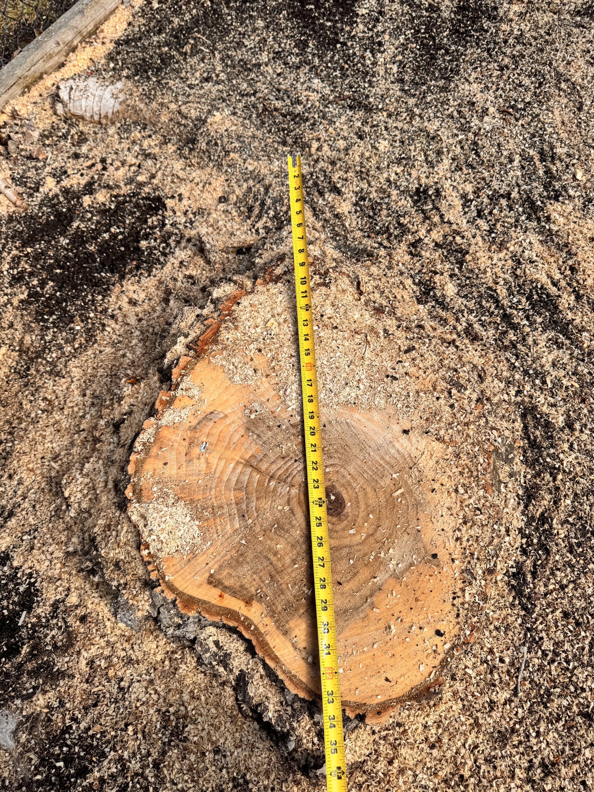 Tree stump grinding service