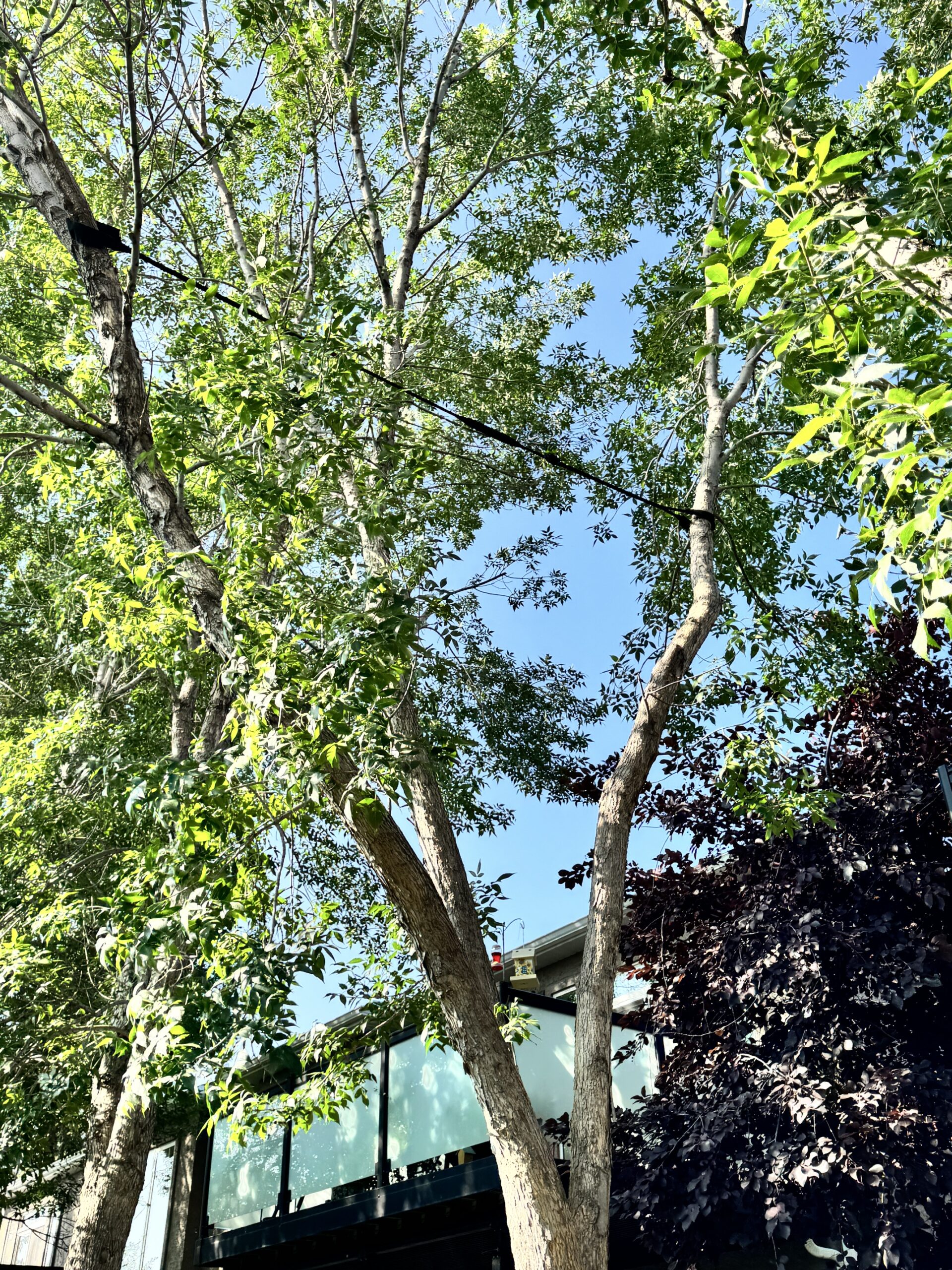 Tree bracing to strengthen weak branches