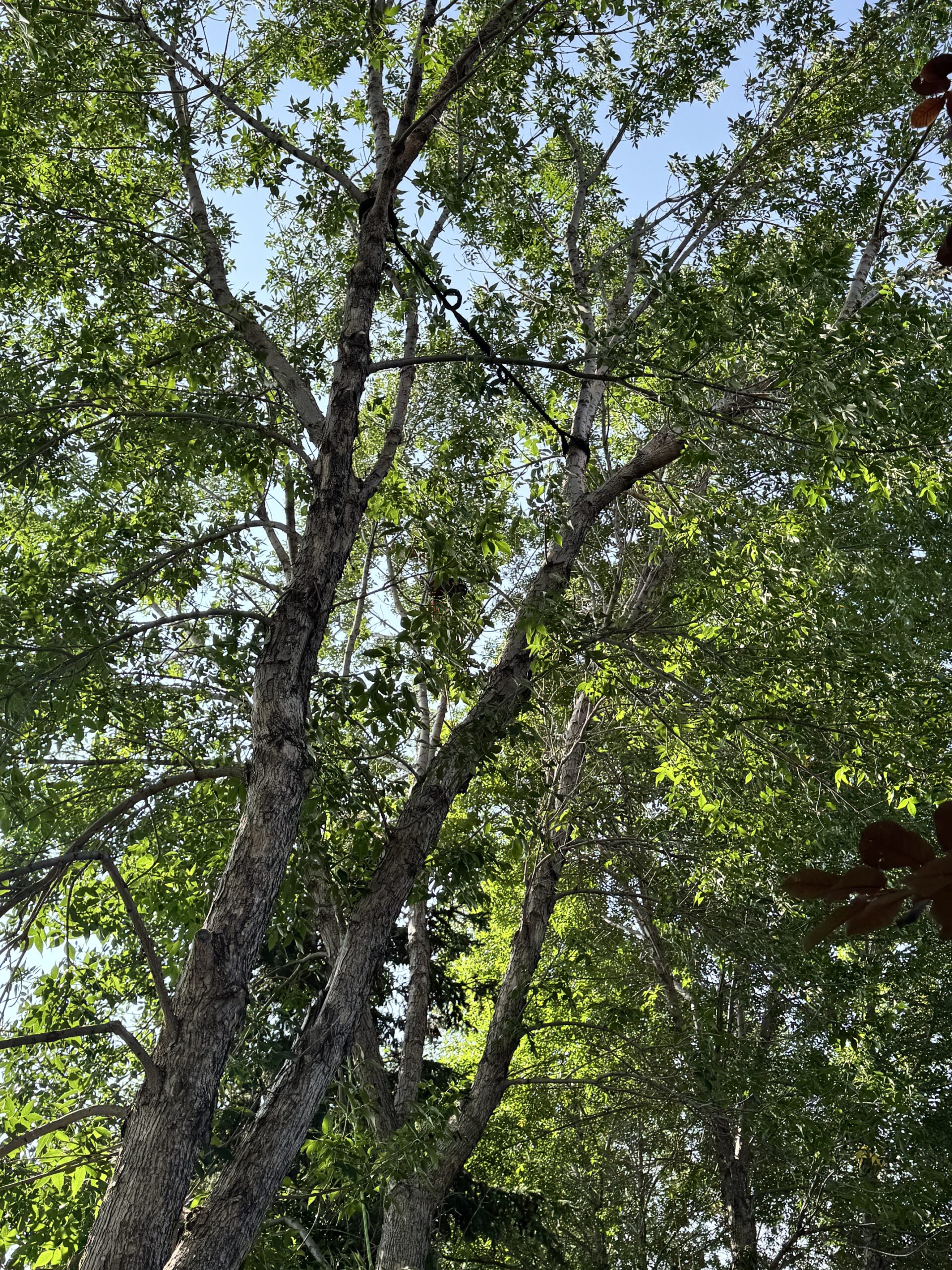 Professional tree bracing and cabling service