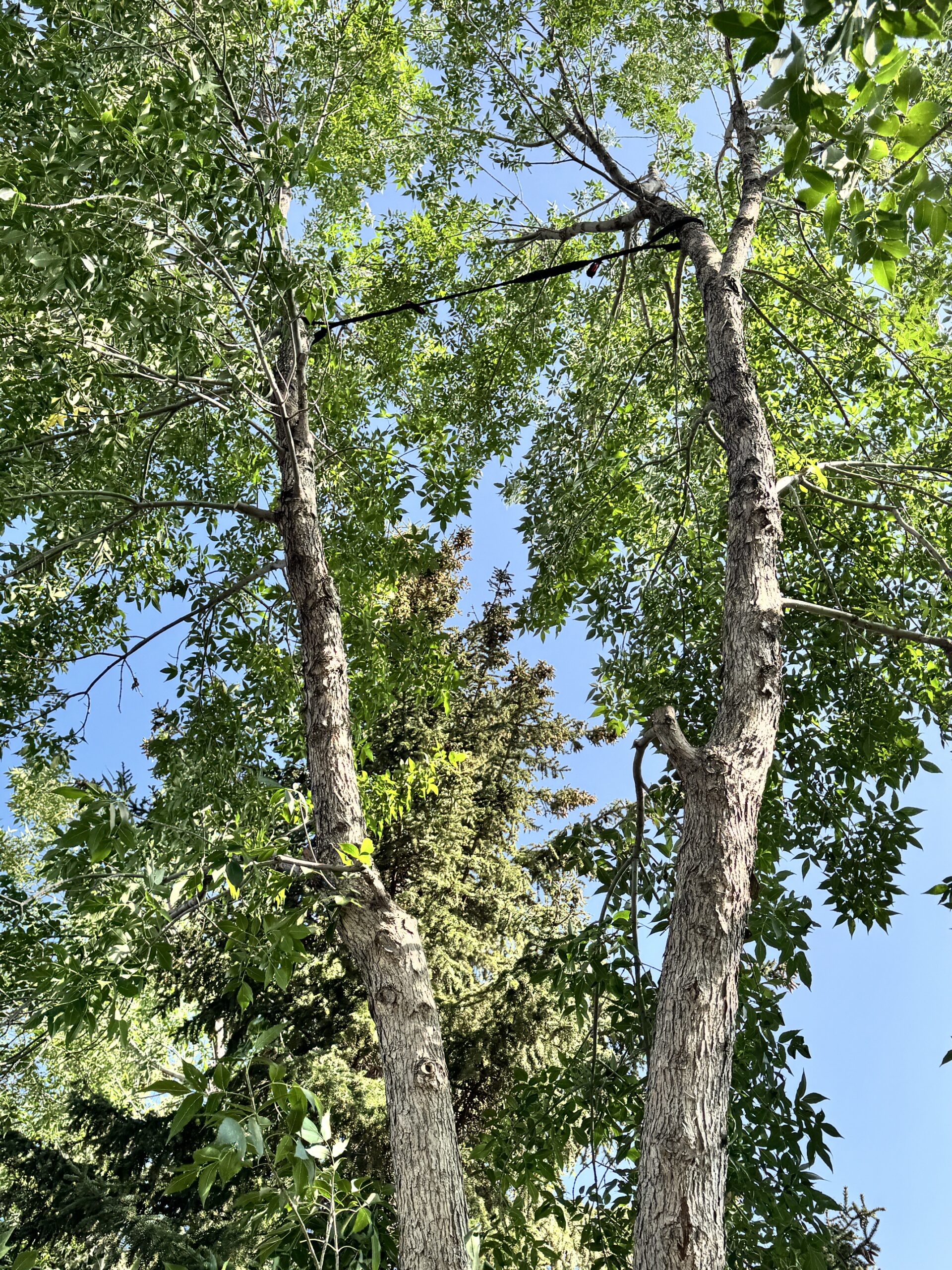 Tree bracing support system installed on mature tree
