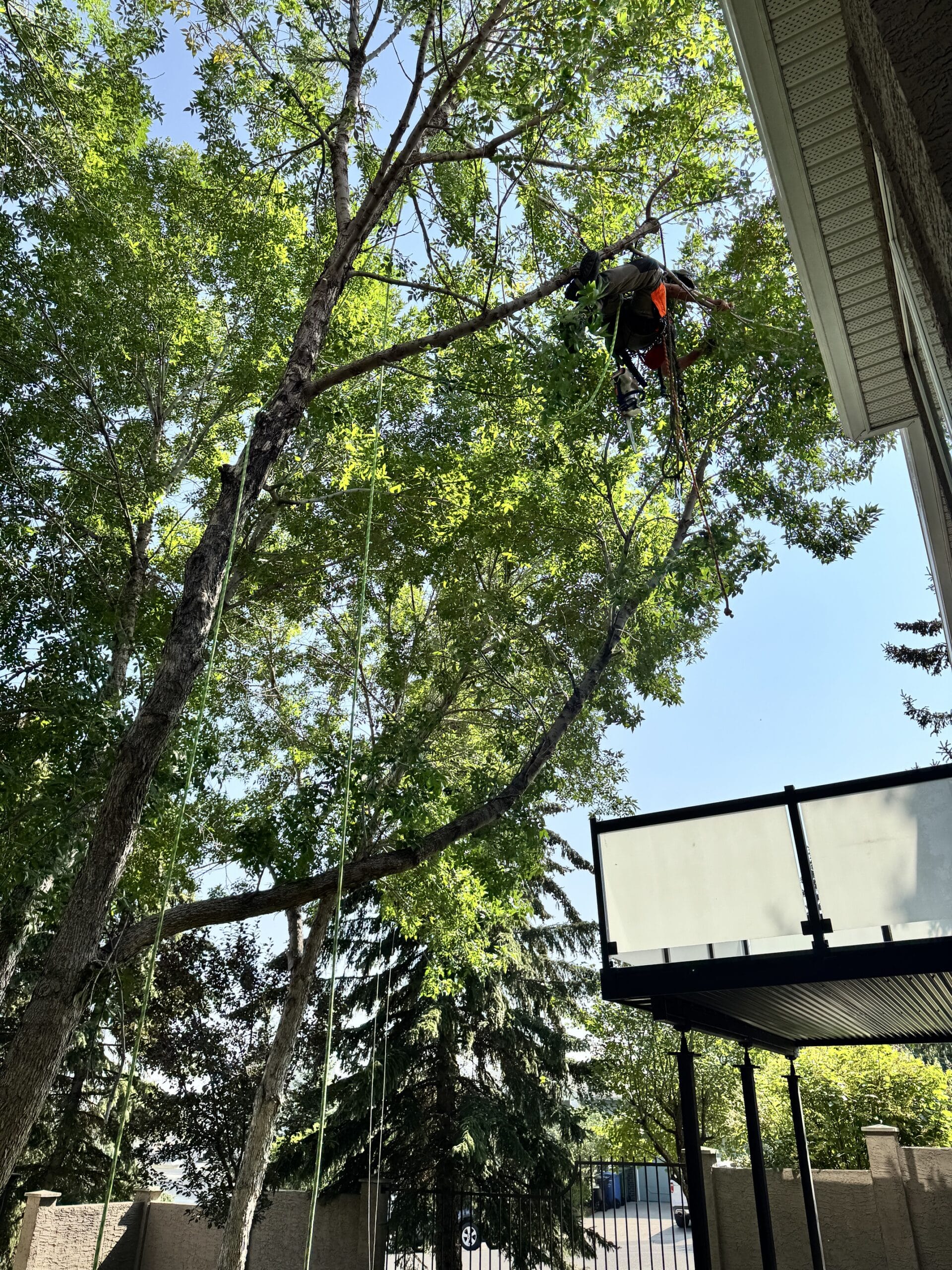 Tree support cabling and bracing installation