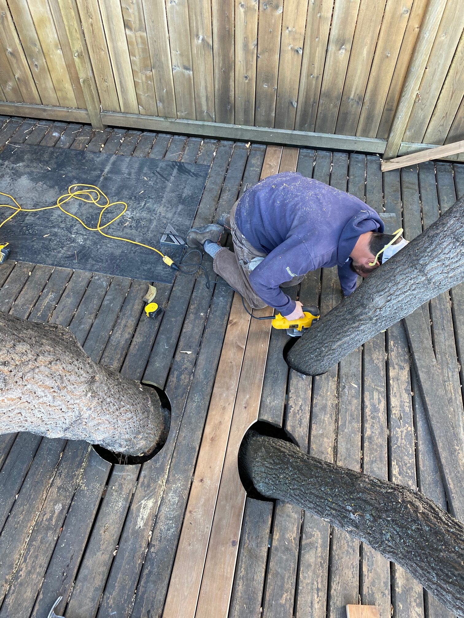 Professional tree care service