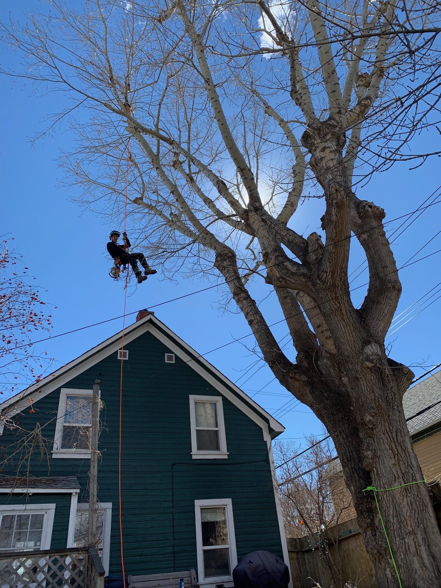Arborist climbing tree for pruning