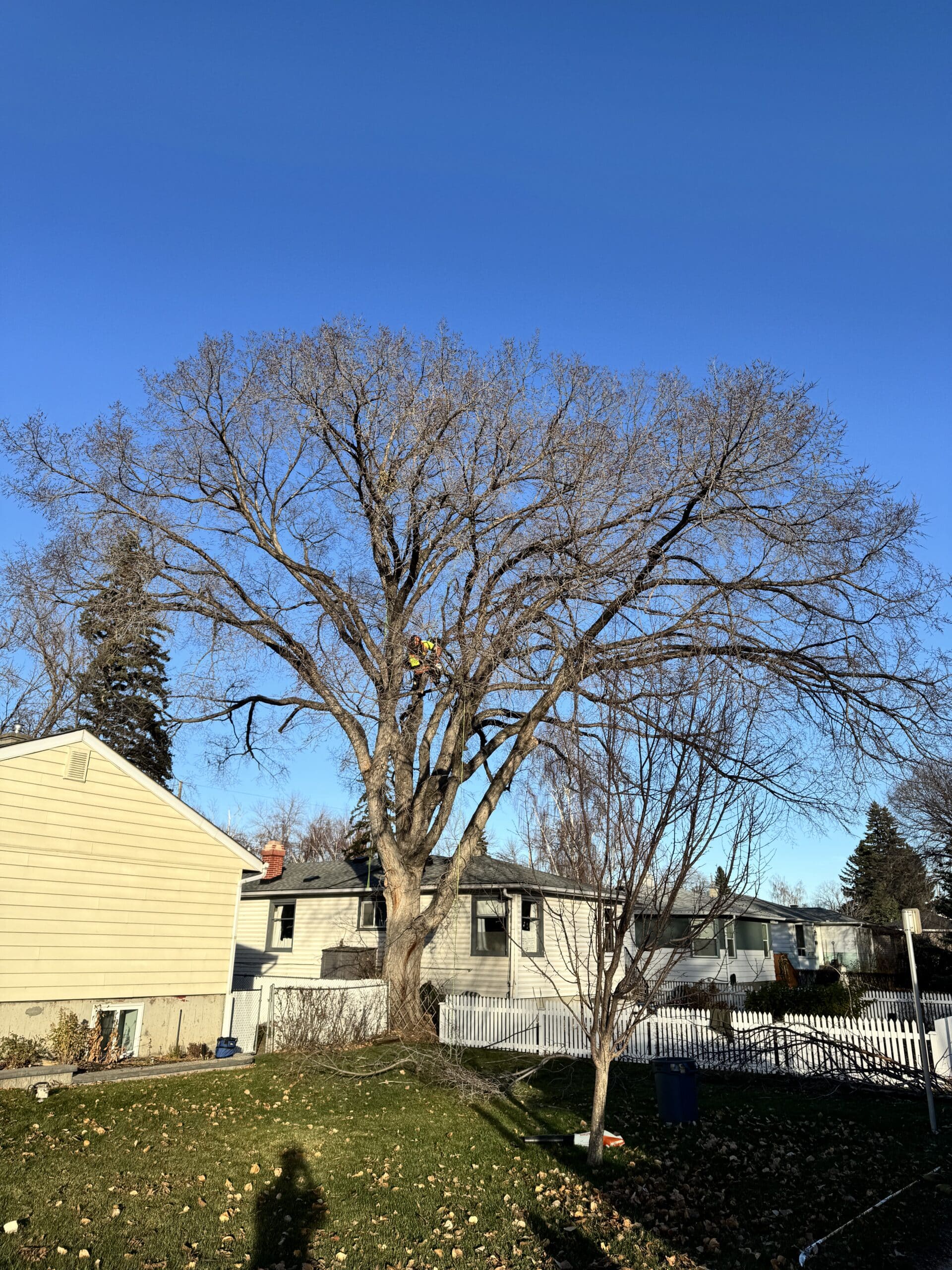 Certified arborist climbing a tree safely