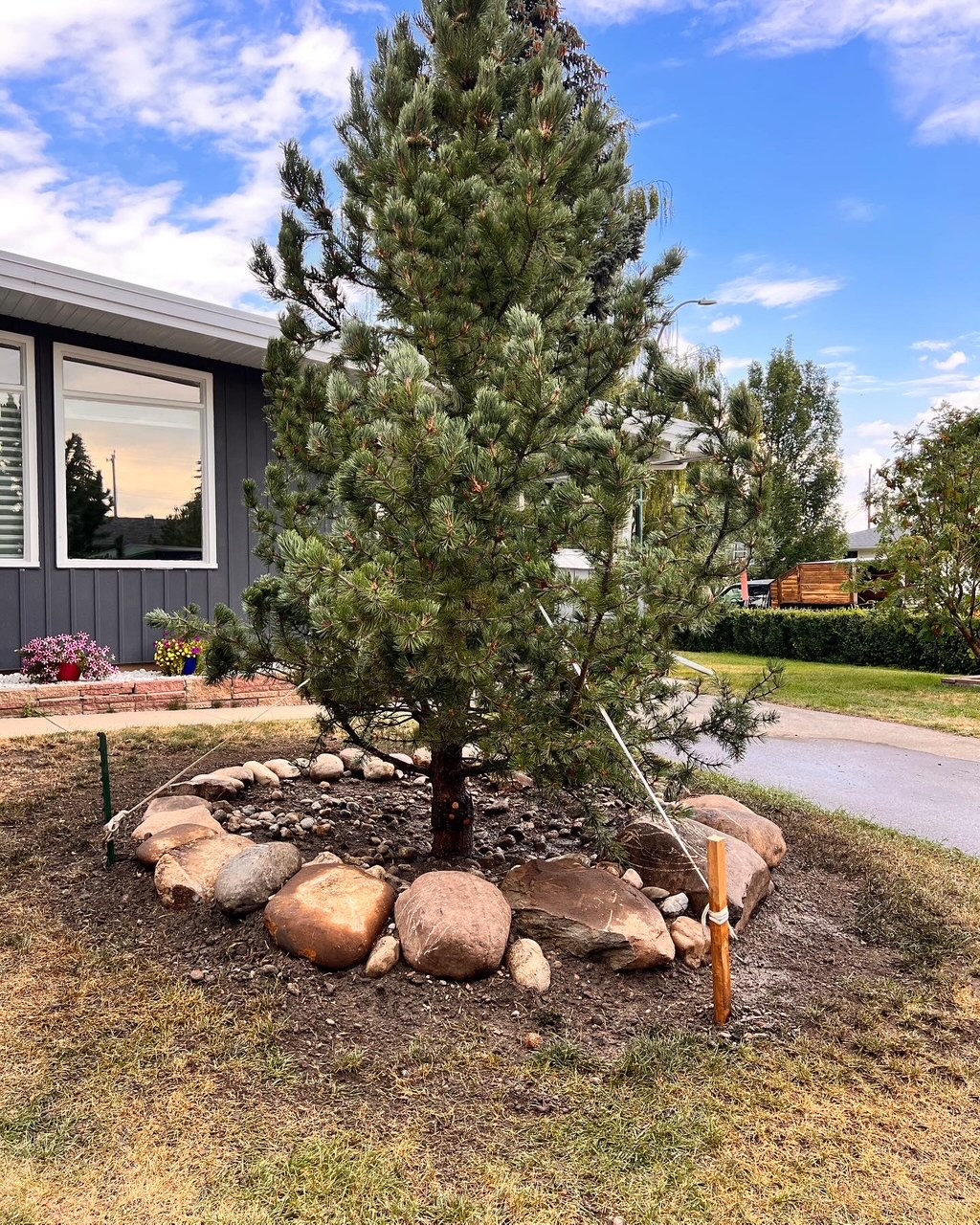 Professional tree planting