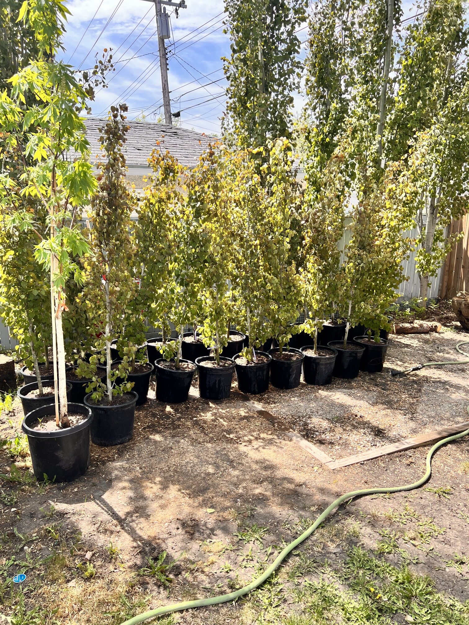Planting young trees