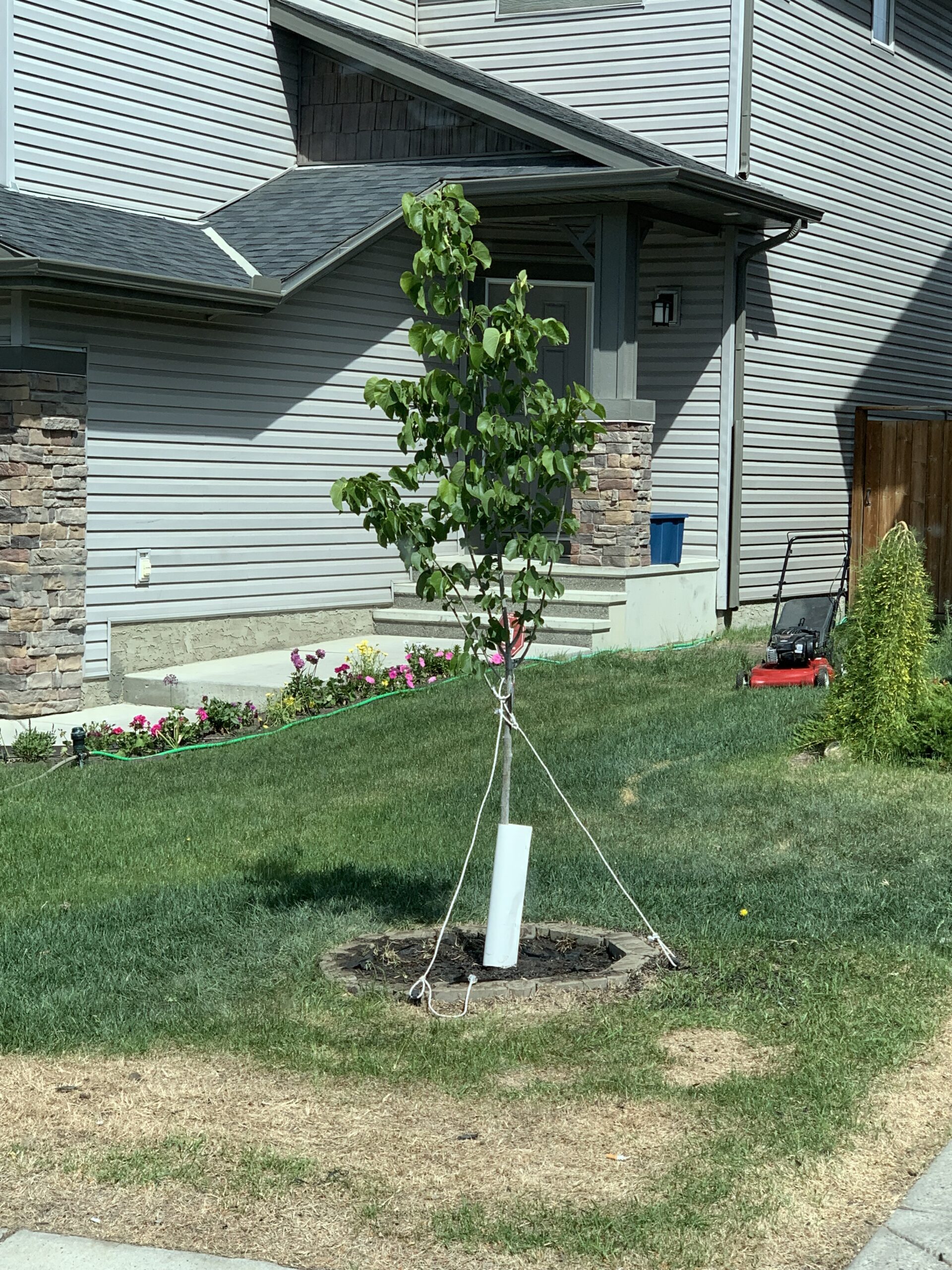New tree planting service