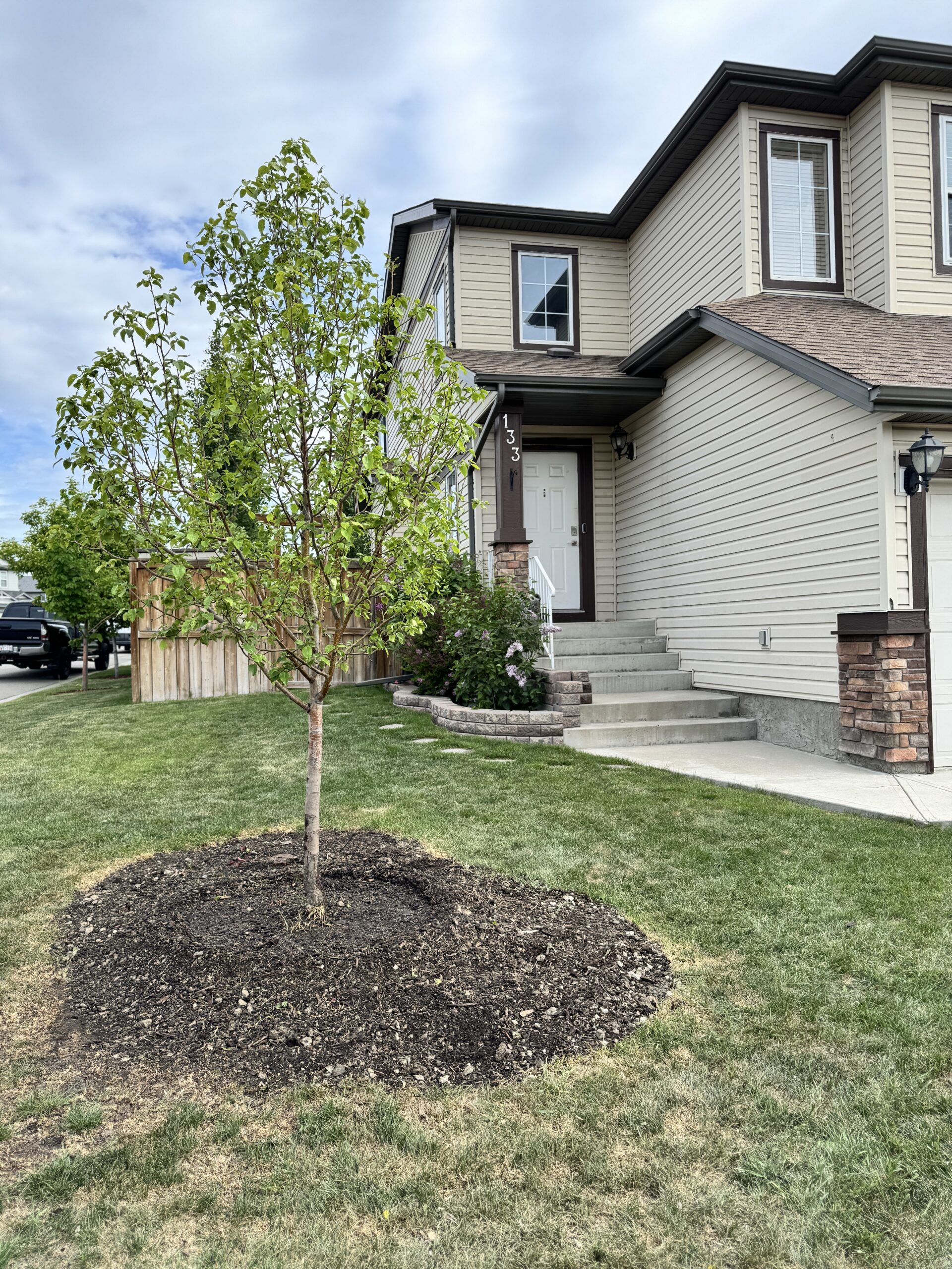 Tree planting project