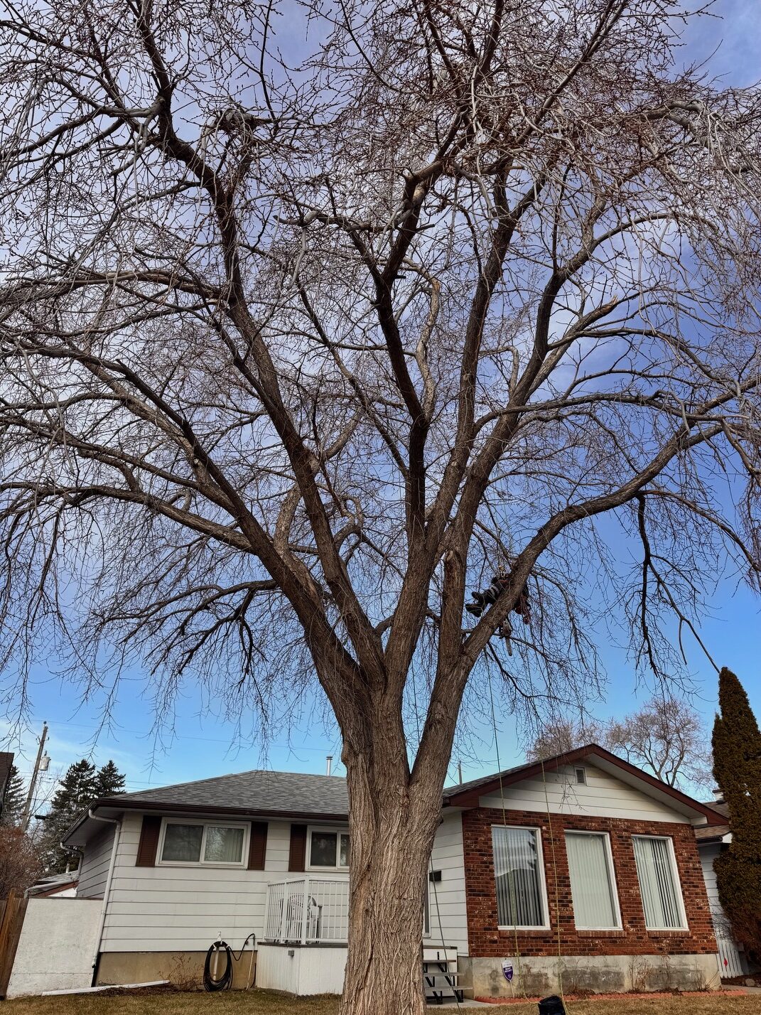 Professional tree pruning service