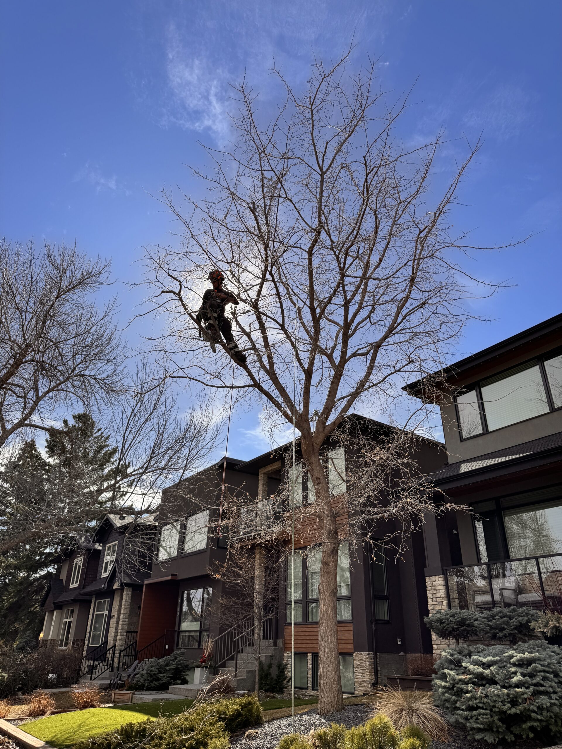 Expert tree pruning and maintenance