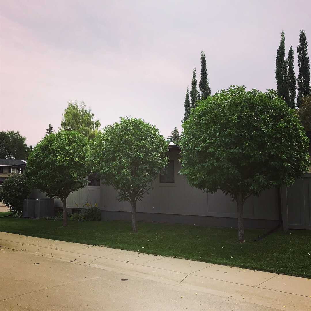 Tree canopy pruning by arborist