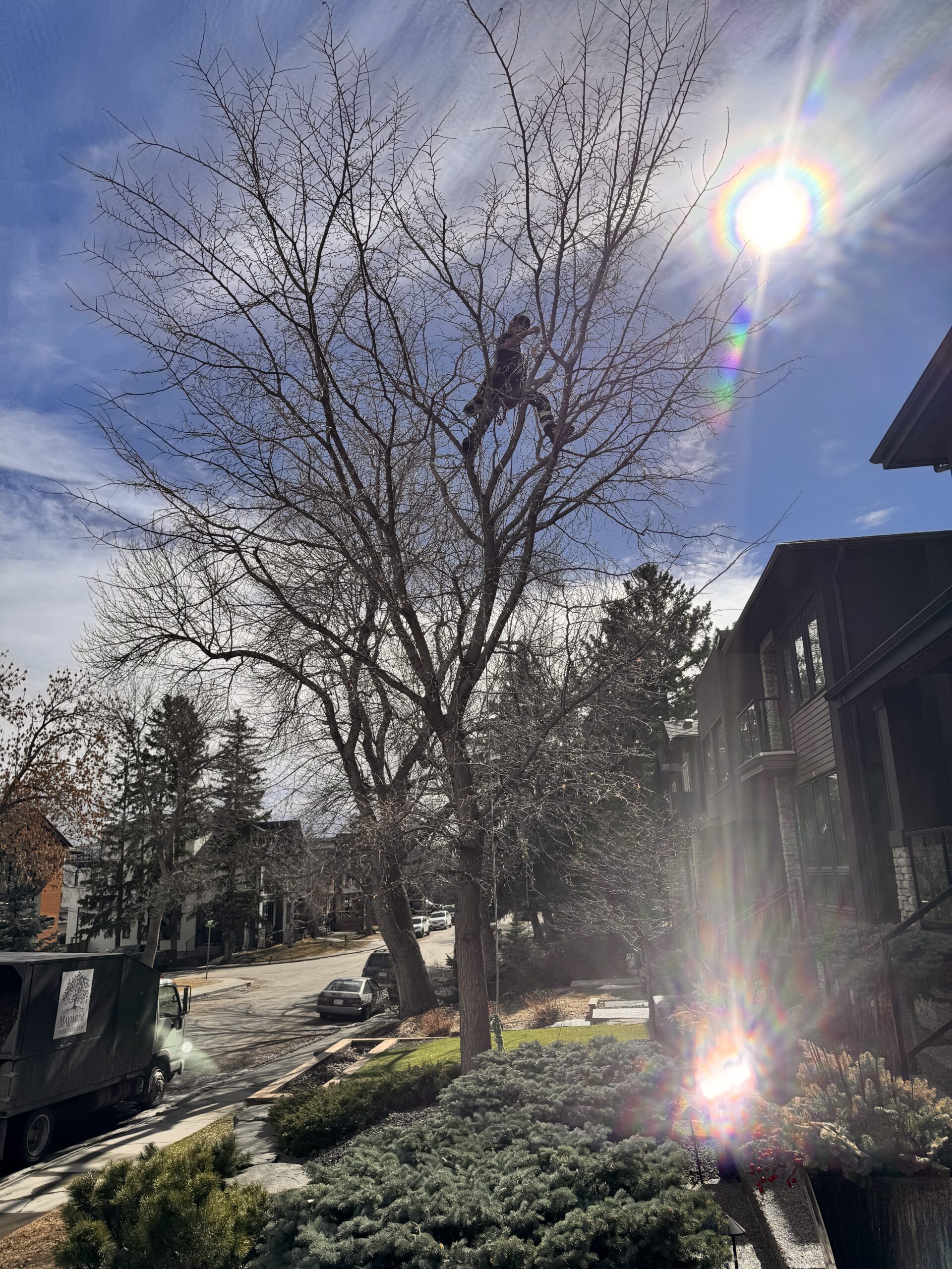Precision tree pruning work