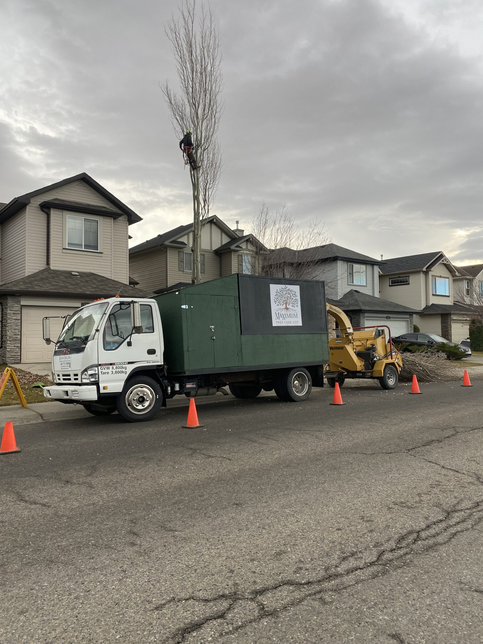 Safe tree removal in progress
