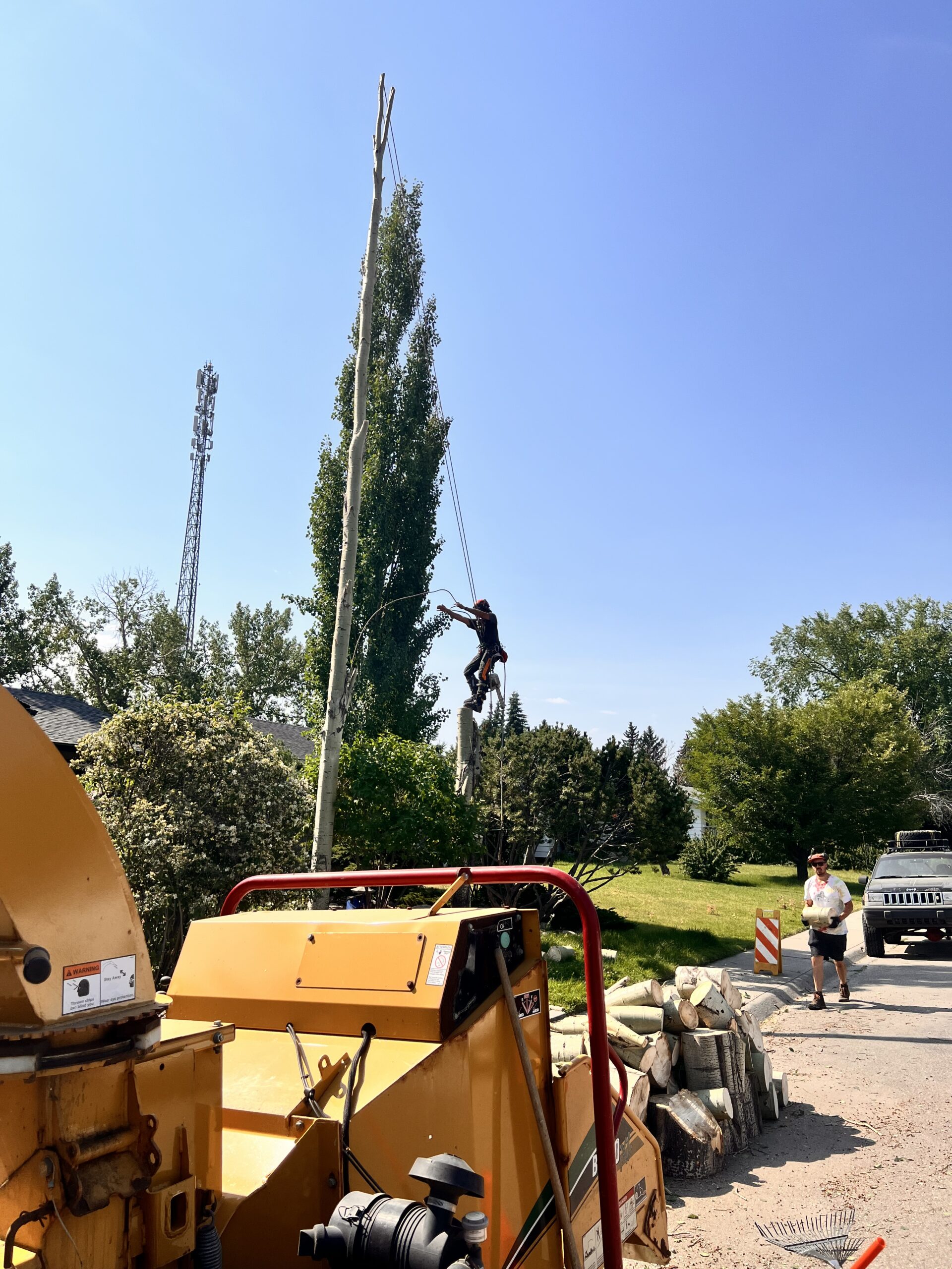 Professional tree removal service